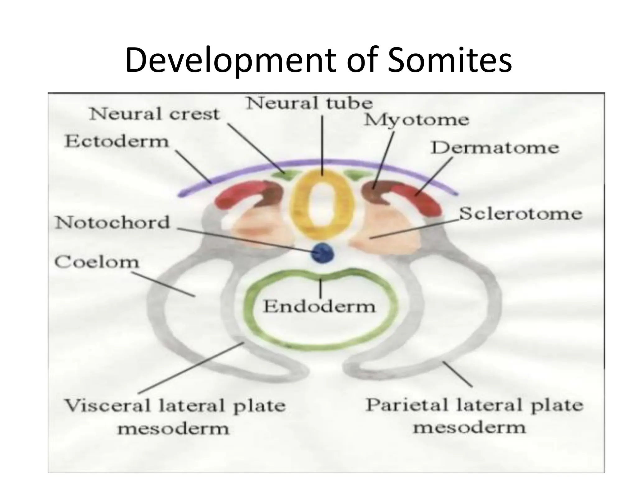 Development of Somites
 