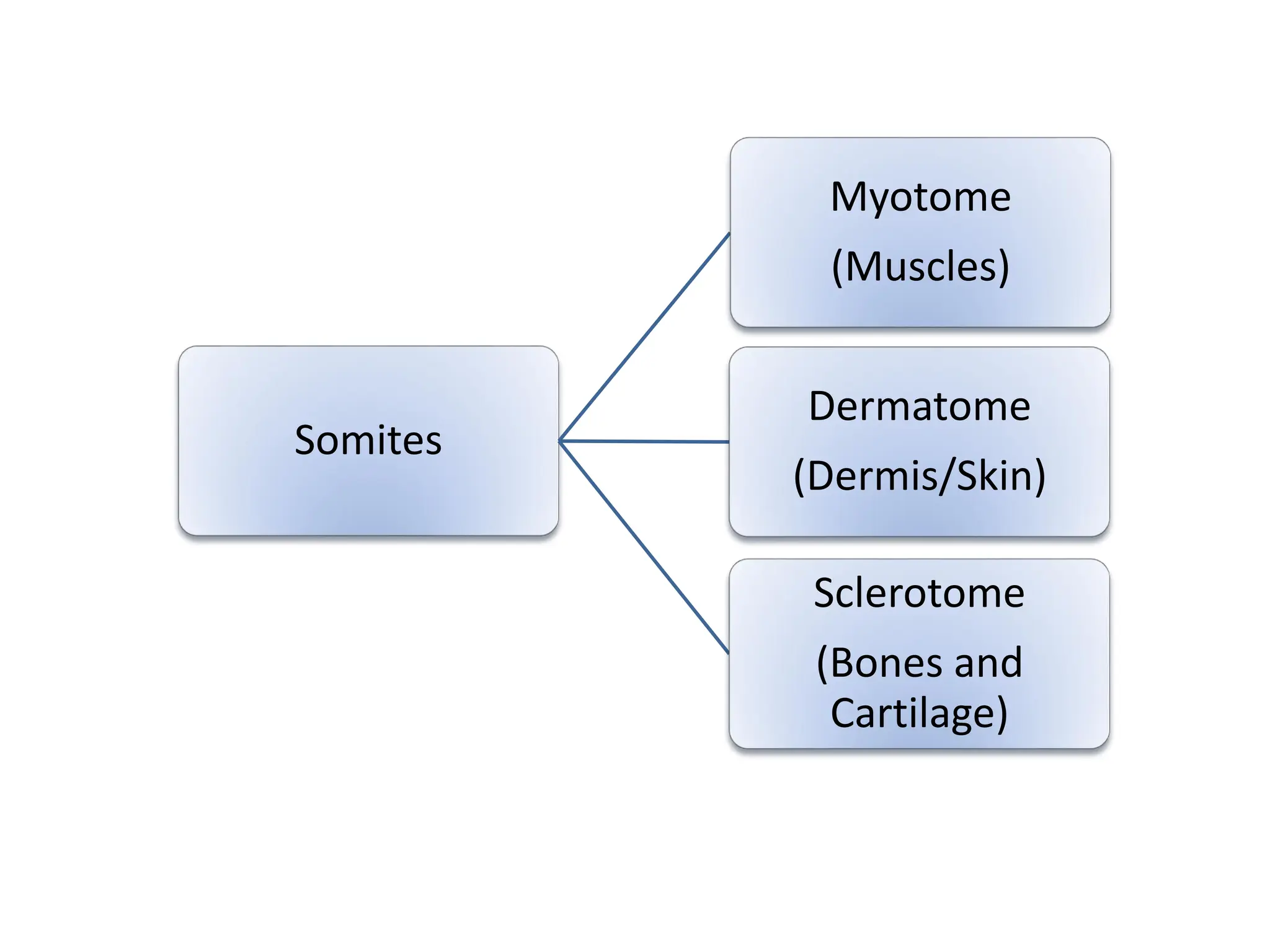 Somites
Myotome
(Muscles)
Dermatome
(Dermis/Skin)
Sclerotome
(Bones and
Cartilage)
 