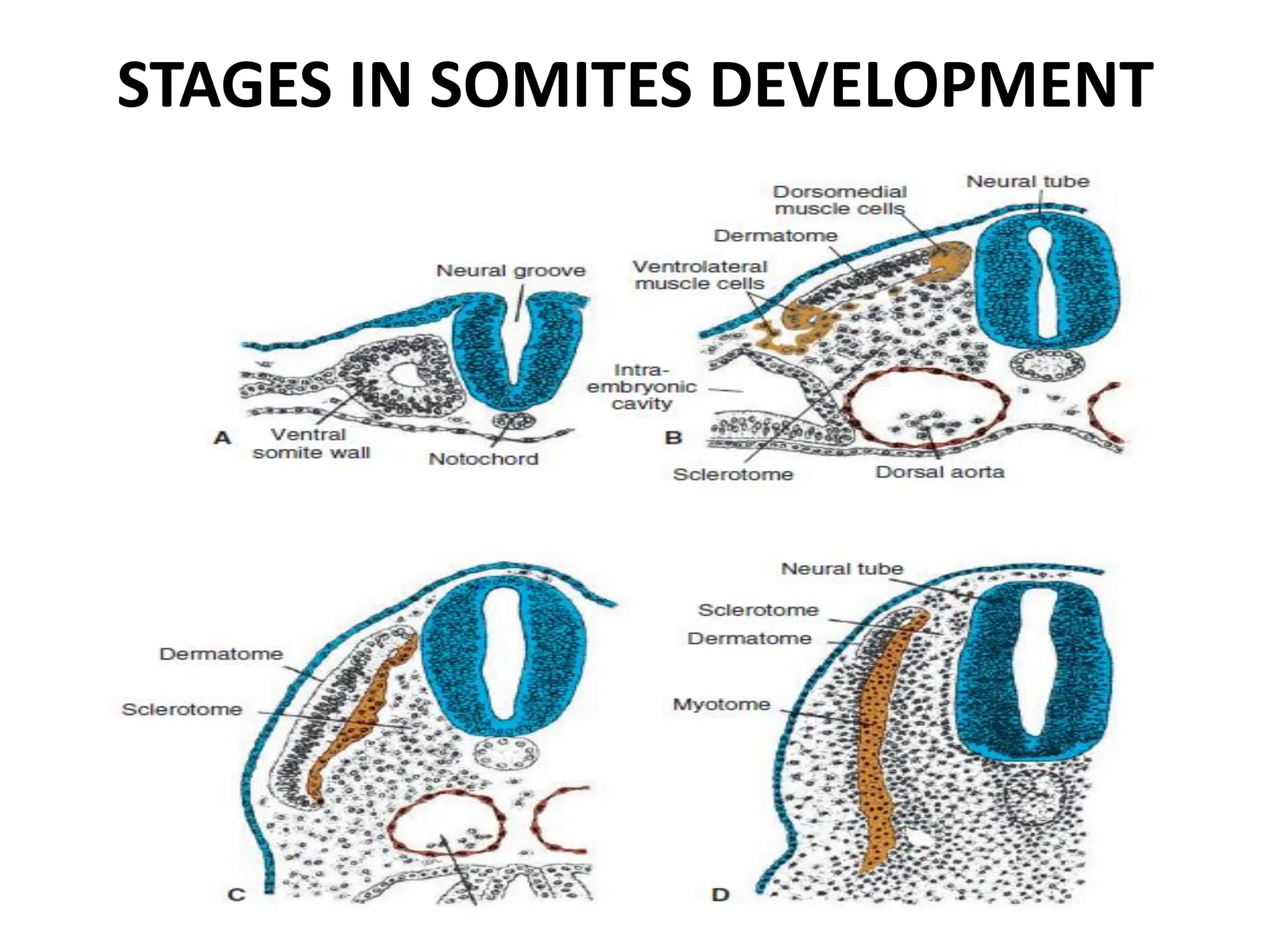 STAGES IN SOMITES DEVELOPMENT
 