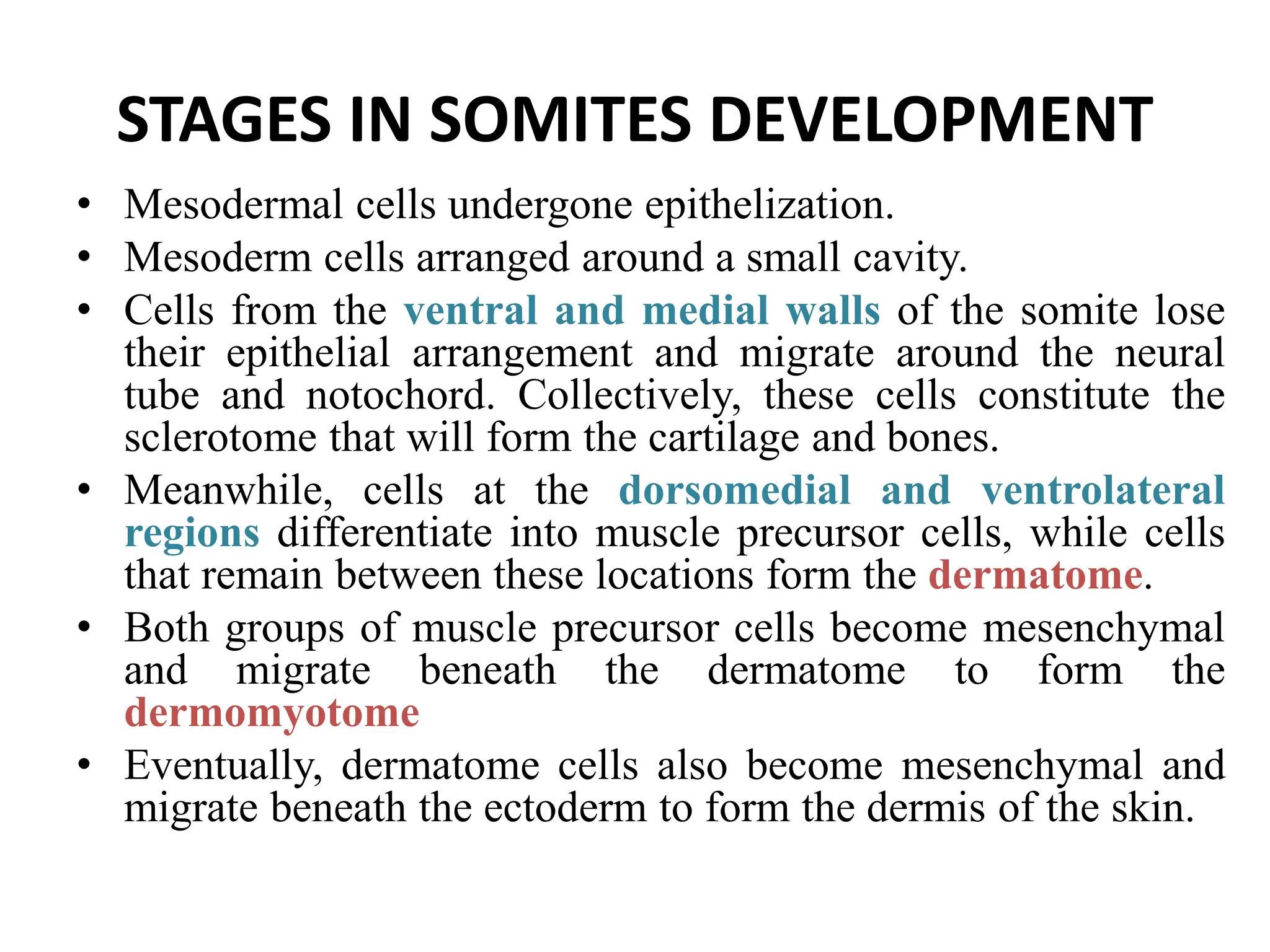 STAGES IN SOMITES DEVELOPMENT
• Mesodermal cells undergone epithelization.
• Mesoderm cells arranged around a small cavity.
• Cells from the ventral and medial walls of the somite lose
their epithelial arrangement and migrate around the neural
tube and notochord. Collectively, these cells constitute the
sclerotome that will form the cartilage and bones.
• Meanwhile, cells at the dorsomedial and ventrolateral
regions differentiate into muscle precursor cells, while cells
that remain between these locations form the dermatome.
• Both groups of muscle precursor cells become mesenchymal
and migrate beneath the dermatome to form the
dermomyotome
• Eventually, dermatome cells also become mesenchymal and
migrate beneath the ectoderm to form the dermis of the skin.
 