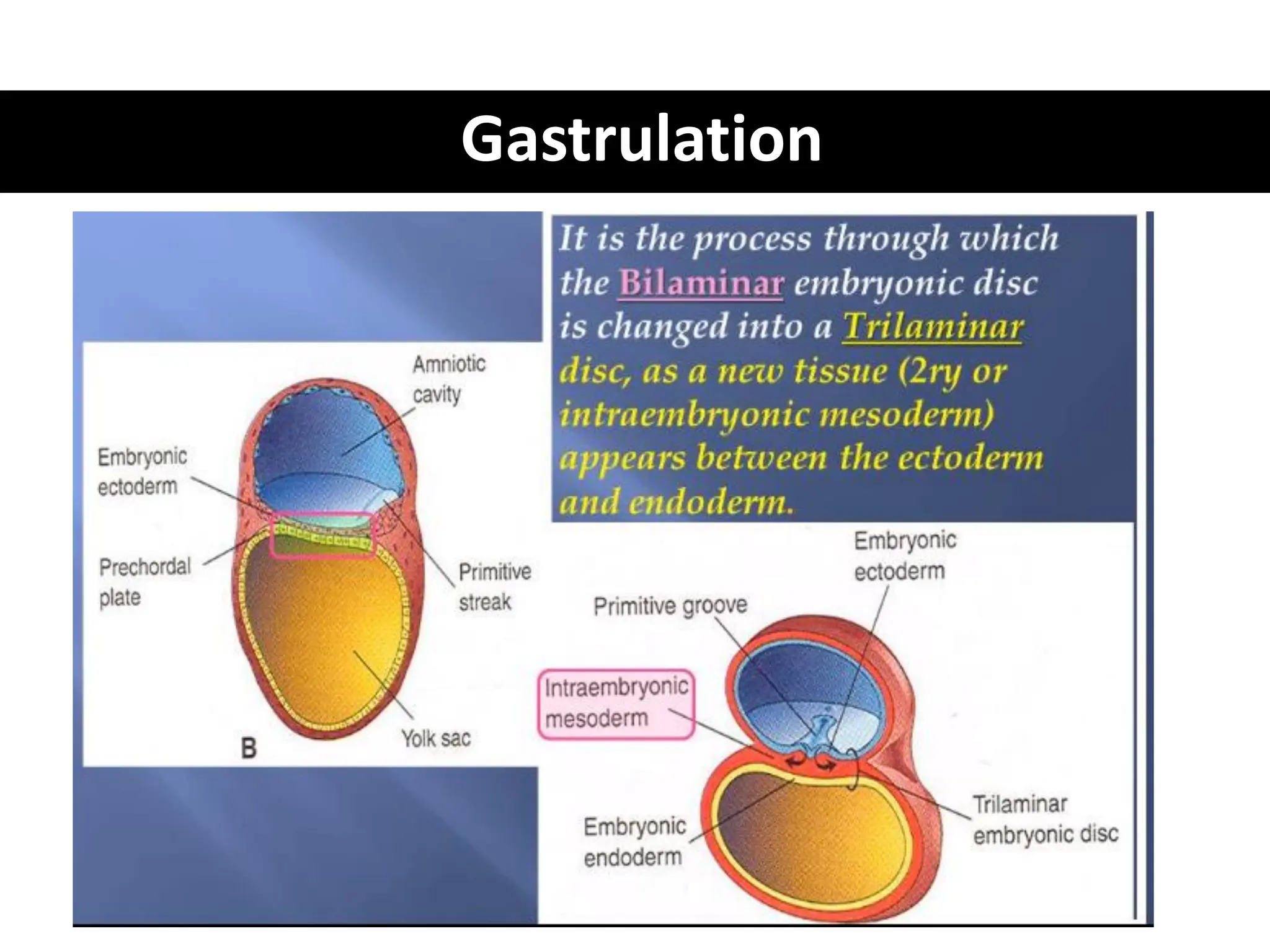 Gastrulation
 