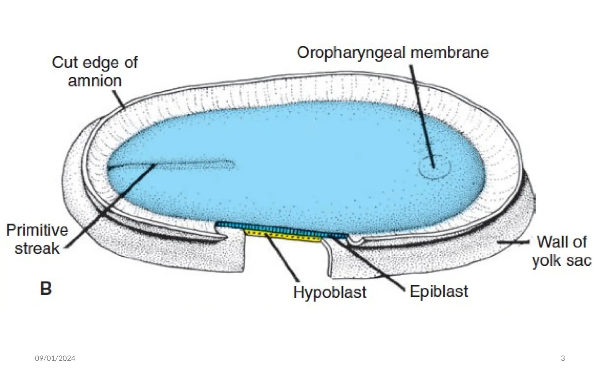 3rd WEEK DEVELOPMENT Embryology 1 1.pptx