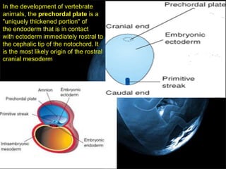 3rd week embryo changes | PPTX