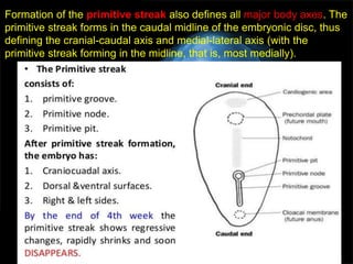 3rd week embryo changes | PPTX