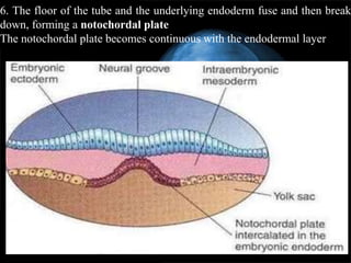 Endodermal Suture 3rd week embryo changes | PPTX