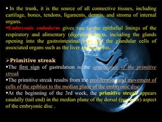 3rd week embryo changes | PPTX