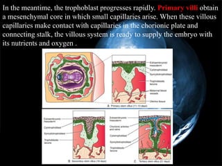 3rd week embryo changes | PPTX