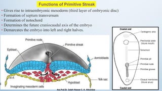 • Gives rise to intraembryonic mesoderm (third layer of embryonic disc)
• Formation of septum transversum
• Formation of notochord
• Determines the future craniocaudal axis of the embryo
• Demarcates the embryo into left and right halves.
Functions of Primitive Streak
Ass.Prof.Dr. Saleh Nasser S. A. Alkardae
 