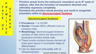 F
A
T
E
O
F
P
R
I
M
I
T
I
V
E
S
T
R
E
A
K
* Primitive streak forms the embryonic mesoderm up to 4th week of
embryo, after that the formation of mesoderm diminish and
ultimately regresses completely.
* Sometime the primitive streak persists and result in congenital
anomalies called as Sacrococcygeal Teratoma
Sacrococcygeal Teratoma
❖ Prevalence: 1 in 35,000
❖ Gender: Female (80%) affected more as
compare male.
❖ Morphology: Sacrococcygeal teratoma
consists of cells which are derived from
pluripotent primitive streak cells.
❖ These tumors contains tissues derived all
three germ layers in incomplete stage of
differentiation
❖ Can be diagnosed antenatally with of
Ultrasonography. Ass.Prof.Dr. Saleh Nasser S. A. Alkardae
 