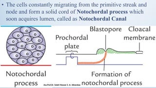 • The cells constantly migrating from the primitive streak and
node and form a solid cord of Notochordal process which
soon acquires lumen, called as Notochordal Canal
Ass.Prof.Dr. Saleh Nasser S. A. Alkardae
 