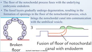 • The floor of the notochordal process fuses with the underlying
embryonic endoderm.
• The fused layers gradually undergo degeneration, resulting in the
formation of openings in the floor of the notochordal process, which
brings the notochordal canal into communication
with the umbilical vesicle.
Ass.Prof.Dr. Saleh Nasser S. A. Alkardae
 