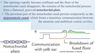 • The openings rapidly become confluent and the floor of the
notochordal canal disappears; the remains of the notochordal process
form a flattened, grooved notochordal plate.
• The proximal part of the notochordal canal persists temporarily as the
neuroenteric canal, which forms a transitory communication between
the amniotic and umbilical vesicle cavities.
Ass.Prof.Dr. Saleh Nasser S. A. Alkardae
 
