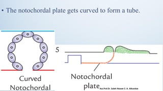 • The notochordal plate gets curved to form a tube.
Ass.Prof.Dr. Saleh Nasser S. A. Alkardae
 