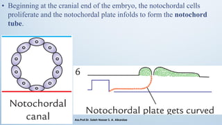 • Beginning at the cranial end of the embryo, the notochordal cells
proliferate and the notochordal plate infolds to form the notochord
tube.
Ass.Prof.Dr. Saleh Nasser S. A. Alkardae
 