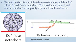 • The proliferation of cells of the tube converts it into a solid cord of
cells to form definitive notochord. The endoderm is restored, and
now the notochord is completely separated from the endoderm.
Ass.Prof.Dr. Saleh Nasser S. A. Alkardae
 