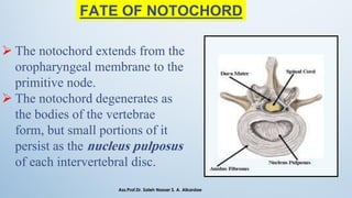 FATE OF NOTOCHORD
➢ The notochord extends from the
oropharyngeal membrane to the
primitive node.
➢ The notochord degenerates as
the bodies of the vertebrae
form, but small portions of it
persist as the nucleus pulposus
of each intervertebral disc.
Ass.Prof.Dr. Saleh Nasser S. A. Alkardae
 