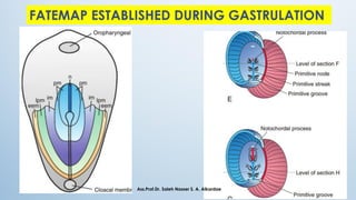 FATEMAP ESTABLISHED DURING GASTRULATION
Ass.Prof.Dr. Saleh Nasser S. A. Alkardae
 