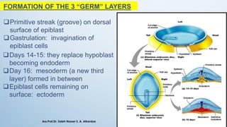 FORMATION OF THE 3 “GERM” LAYERS
❑Primitive streak (groove) on dorsal
surface of epiblast
❑Gastrulation: invagination of
epiblast cells
❑Days 14-15: they replace hypoblast
becoming endoderm
❑Day 16: mesoderm (a new third
layer) formed in between
❑Epiblast cells remaining on
surface: ectoderm
Ass.Prof.Dr. Saleh Nasser S. A. Alkardae
 