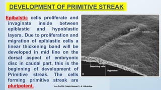 DEVELOPMENT OF PRIMITIVE STREAK
Epibalstic cells proliferate and
invaginate inside between
epiblastic and hypoblastic
layers. Due to proliferation and
migration of epiblastic cells a
linear thickening band will be
developed in mid line on the
dorsal aspect of embryonic
disc in caudal part, this is the
beginning of development of
Primitive streak. The cells
forming primitive streak are
pluripotent. Ass.Prof.Dr. Saleh Nasser S. A. Alkardae
 