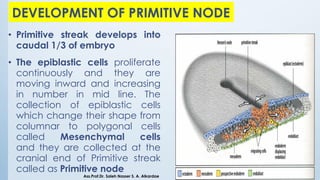 DEVELOPMENT OF PRIMITIVE NODE
• Primitive streak develops into
caudal 1/3 of embryo
• The epiblastic cells proliferate
continuously and they are
moving inward and increasing
in number in mid line. The
collection of epiblastic cells
which change their shape from
columnar to polygonal cells
called Mesenchymal cells
and they are collected at the
cranial end of Primitive streak
called as Primitive node
Ass.Prof.Dr. Saleh Nasser S. A. Alkardae
 