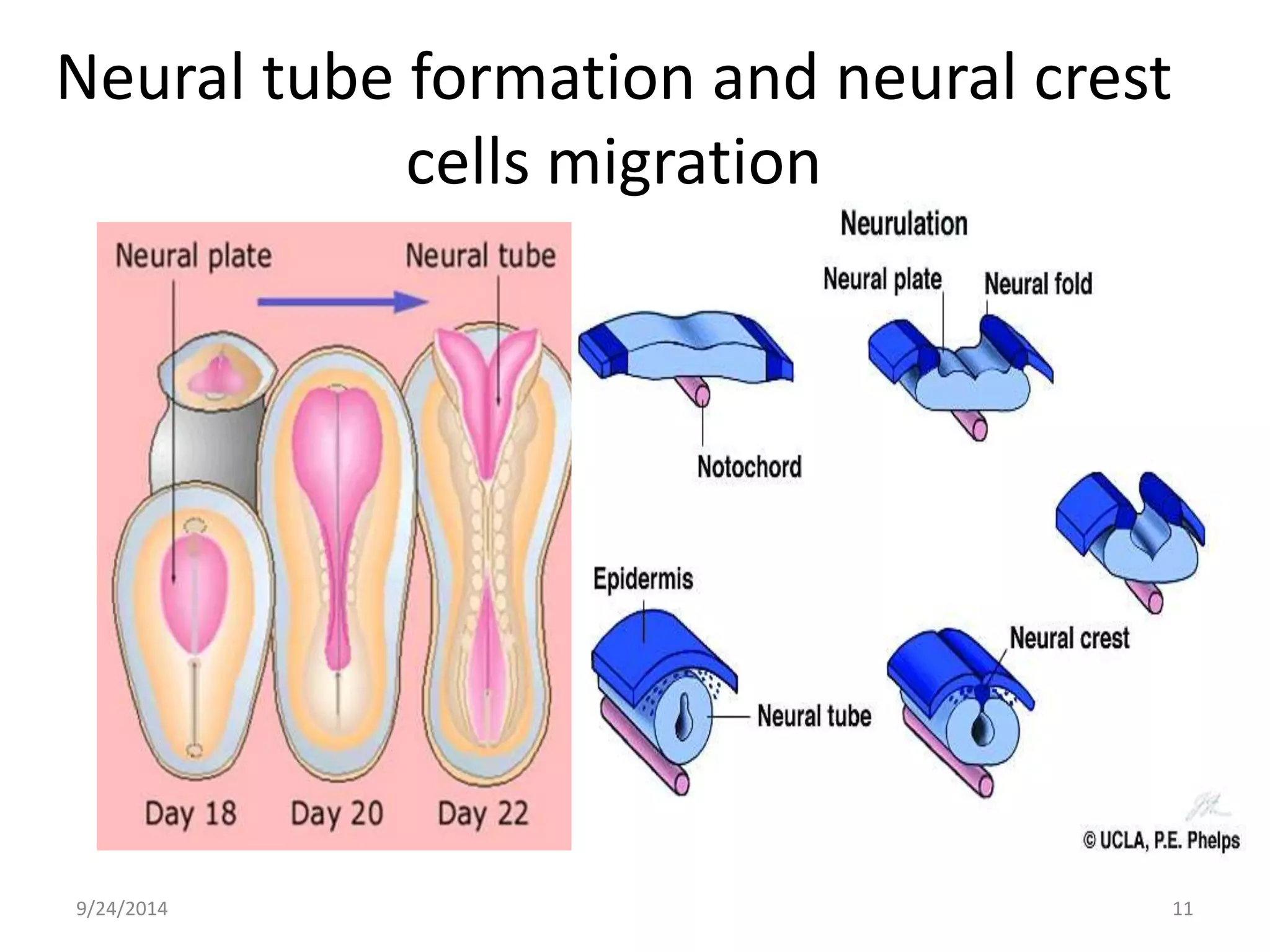 Neural tube formation and neural crest 
cells migration 
9/24/2014 11 
 