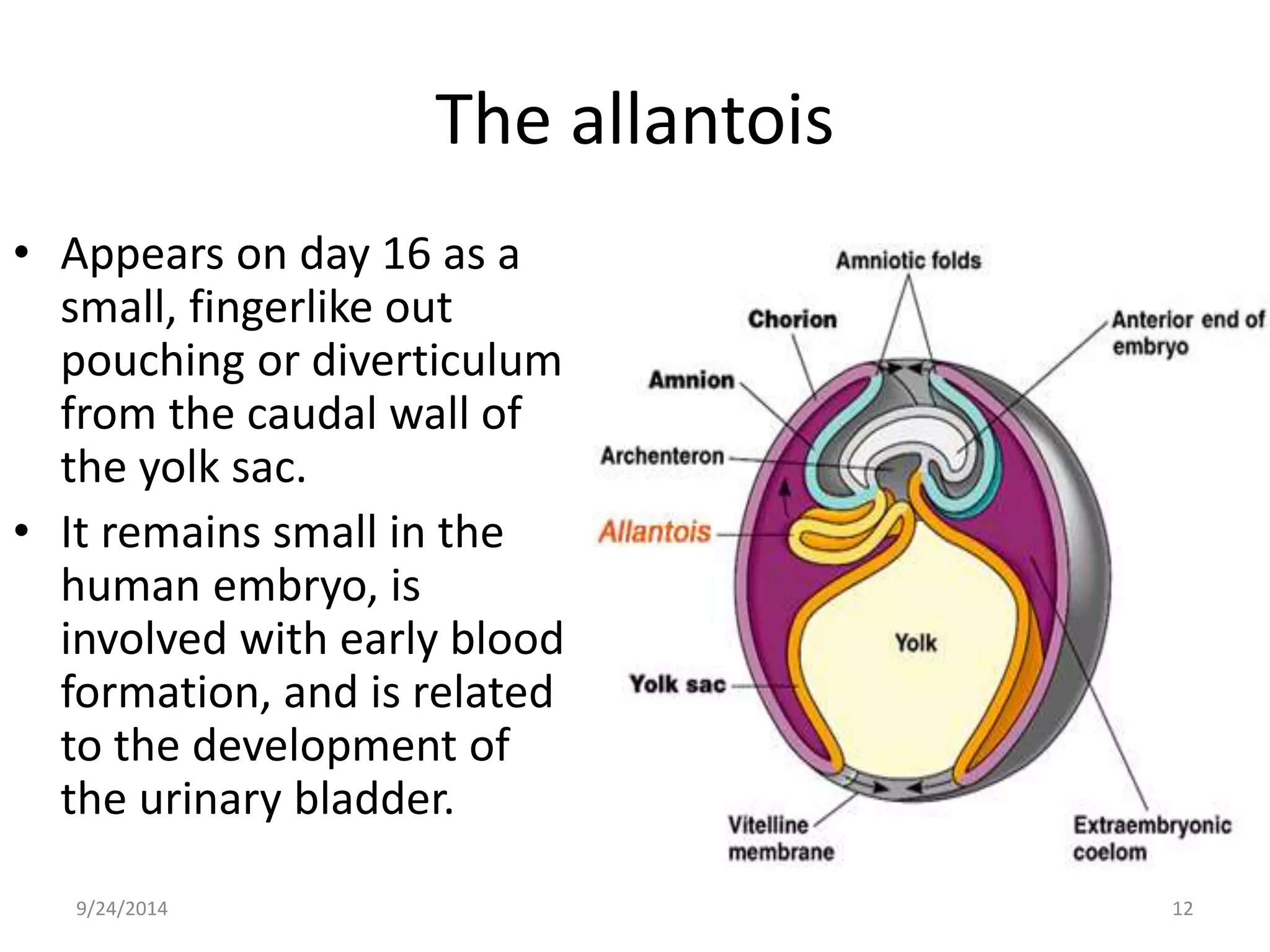 The allantois 
• Appears on day 16 as a 
small, fingerlike out 
pouching or diverticulum 
from the caudal wall of 
the yolk sac. 
• It remains small in the 
human embryo, is 
involved with early blood 
formation, and is related 
to the development of 
the urinary bladder. 
9/24/2014 12 
 