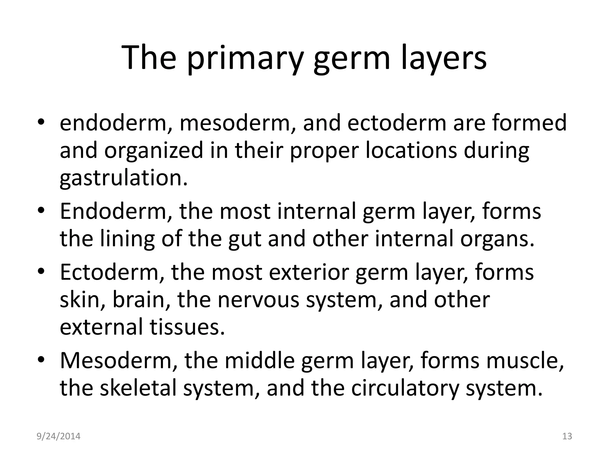 The primary germ layers 
• endoderm, mesoderm, and ectoderm are formed 
and organized in their proper locations during 
gastrulation. 
• Endoderm, the most internal germ layer, forms 
the lining of the gut and other internal organs. 
• Ectoderm, the most exterior germ layer, forms 
skin, brain, the nervous system, and other 
external tissues. 
• Mesoderm, the middle germ layer, forms muscle, 
the skeletal system, and the circulatory system. 
9/24/2014 13 
 