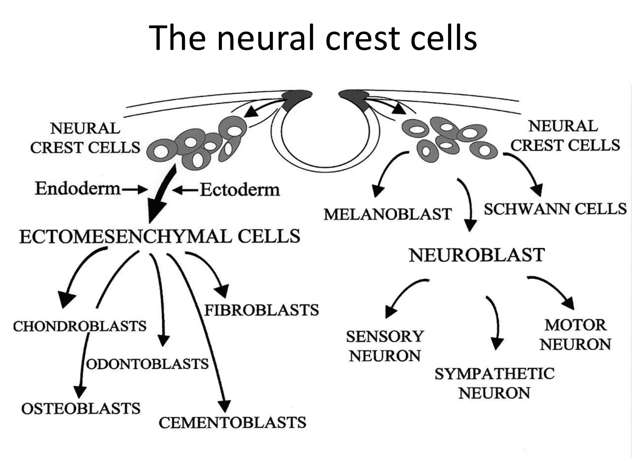 The neural crest cells 
9/24/2014 14 
 