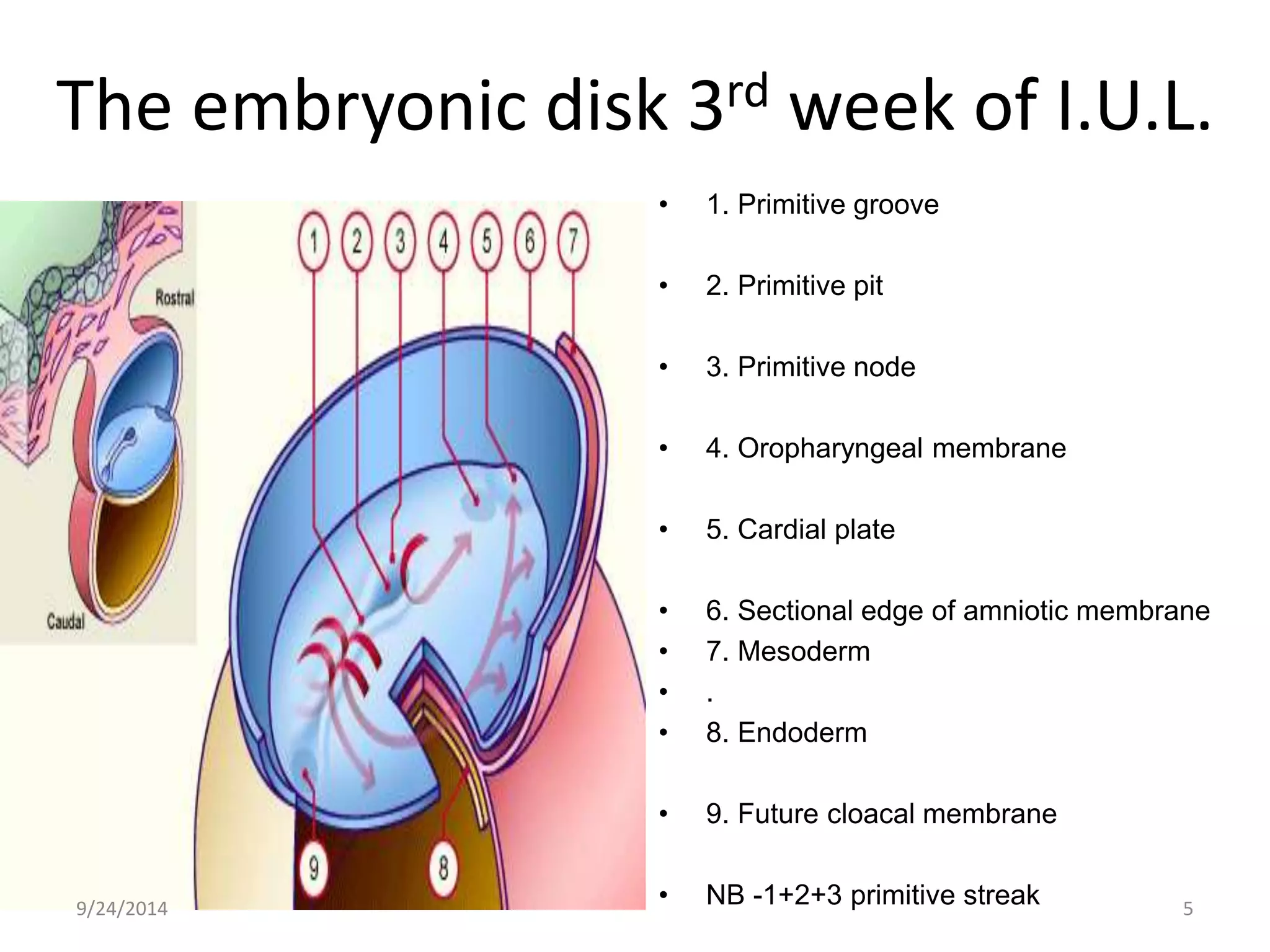 The embryonic disk 3rd week of I.U.L. 
• 1. Primitive groove 
• 2. Primitive pit 
• 3. Primitive node 
• 4. Oropharyngeal membrane 
• 5. Cardial plate 
• 6. Sectional edge of amniotic membrane 
• 7. Mesoderm 
• . 
• 8. Endoderm 
• 9. Future cloacal membrane 
• NB -1+2+3 primitive streak 9/24/2014 5 
 