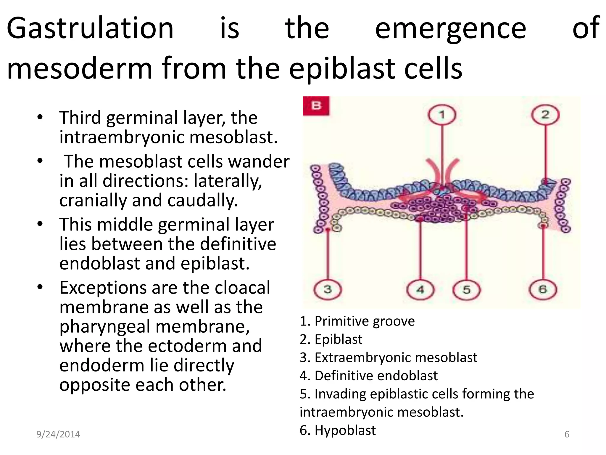 Gastrulation is the emergence of 
mesoderm from the epiblast cells 
• Third germinal layer, the 
intraembryonic mesoblast. 
• The mesoblast cells wander 
in all directions: laterally, 
cranially and caudally. 
• This middle germinal layer 
lies between the definitive 
endoblast and epiblast. 
• Exceptions are the cloacal 
membrane as well as the 
pharyngeal membrane, 
where the ectoderm and 
endoderm lie directly 
opposite each other. 
1. Primitive groove 
2. Epiblast 
3. Extraembryonic mesoblast 
4. Definitive endoblast 
5. Invading epiblastic cells forming the 
intraembryonic mesoblast. 
6. Hypoblast 
9/24/2014 6 
 
