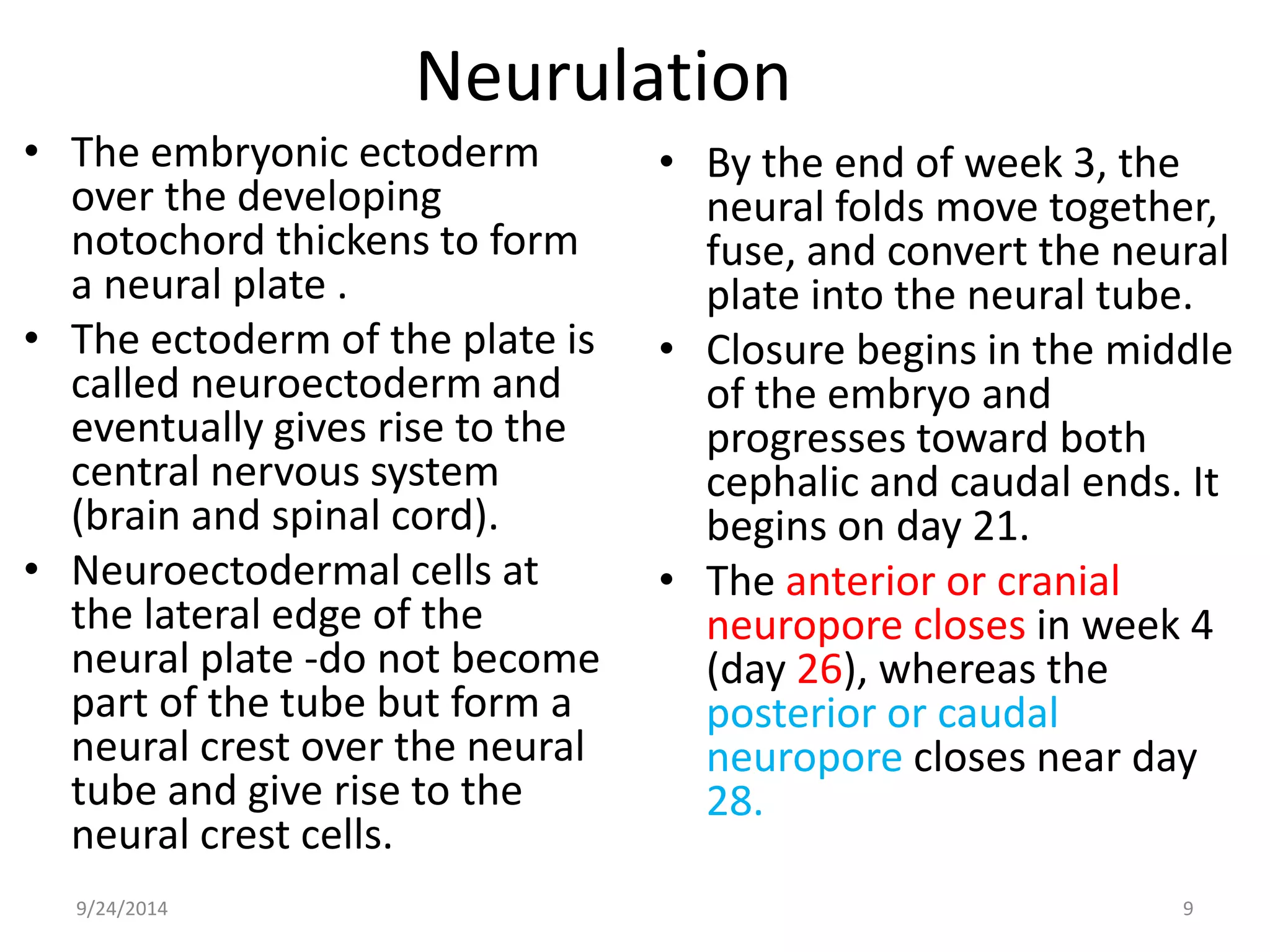 Neurulation 
• The embryonic ectoderm 
over the developing 
notochord thickens to form 
a neural plate . 
• The ectoderm of the plate is 
called neuroectoderm and 
eventually gives rise to the 
central nervous system 
(brain and spinal cord). 
• Neuroectodermal cells at 
the lateral edge of the 
neural plate -do not become 
part of the tube but form a 
neural crest over the neural 
tube and give rise to the 
neural crest cells. 
• By the end of week 3, the 
neural folds move together, 
fuse, and convert the neural 
plate into the neural tube. 
• Closure begins in the middle 
of the embryo and 
progresses toward both 
cephalic and caudal ends. It 
begins on day 21. 
• The anterior or cranial 
neuropore closes in week 4 
(day 26), whereas the 
posterior or caudal 
neuropore closes near day 
28. 
9/24/2014 9 
 