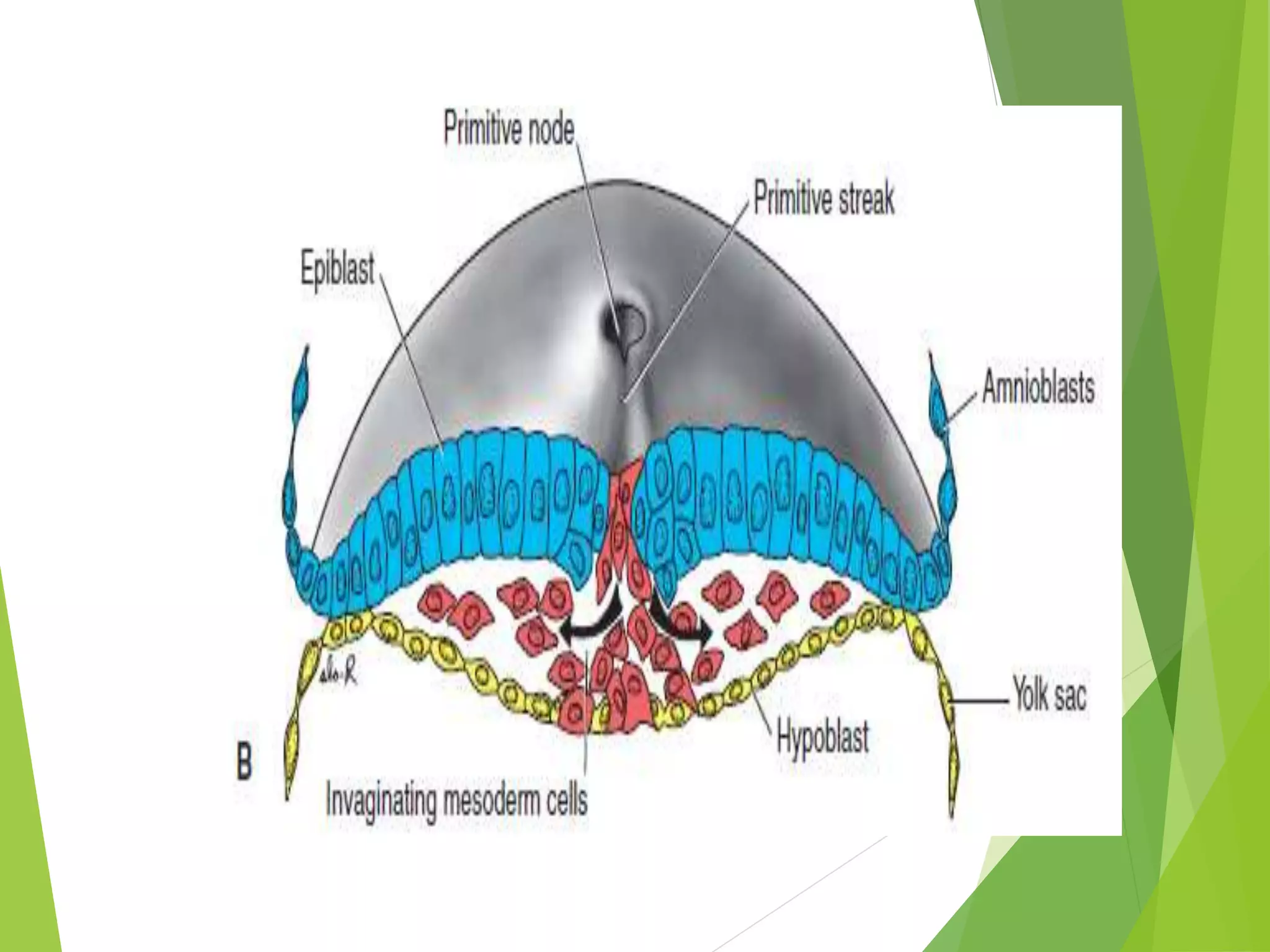 3rd week of human development | PPTX