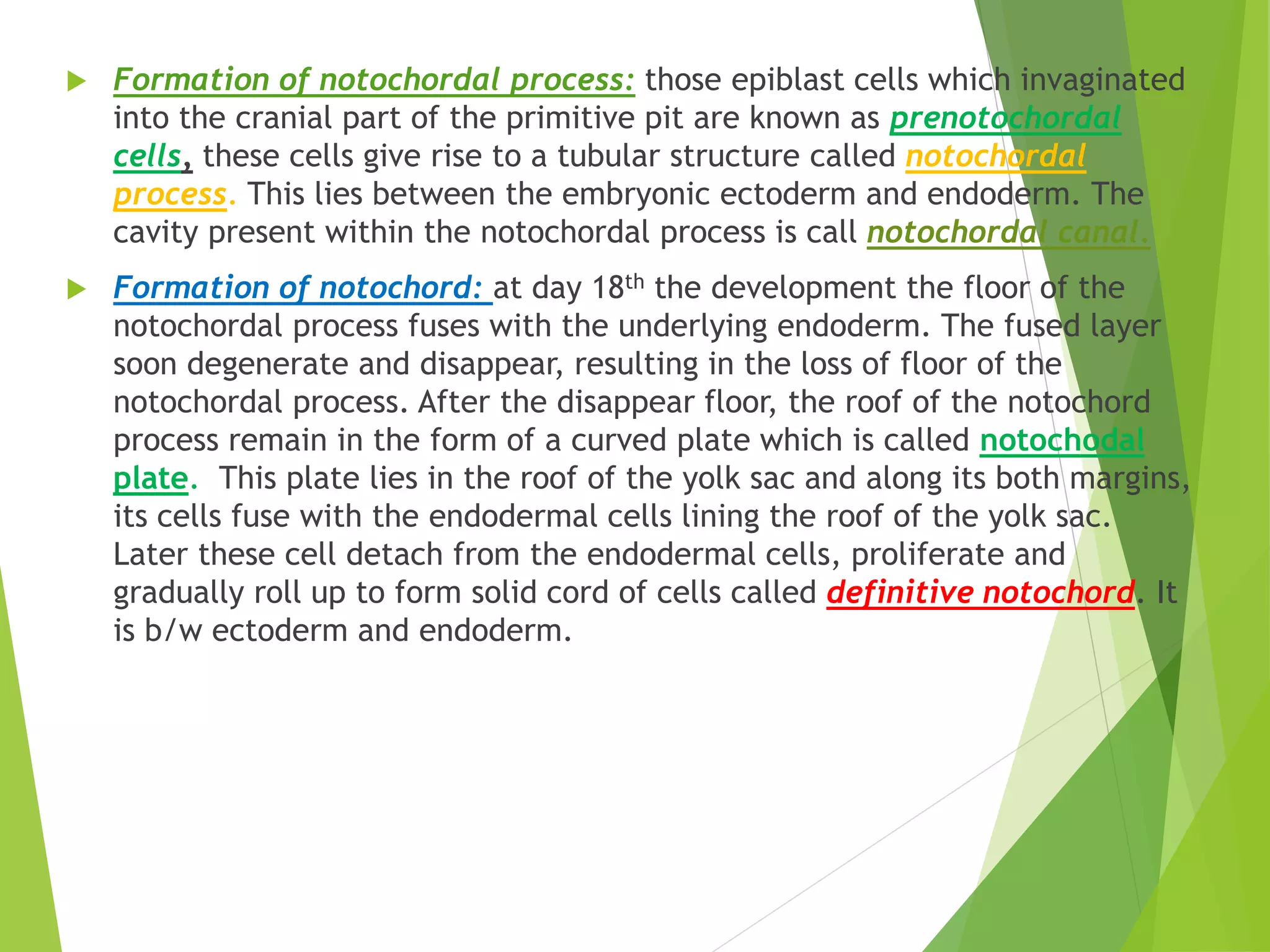 3rd week of human development | PPTX