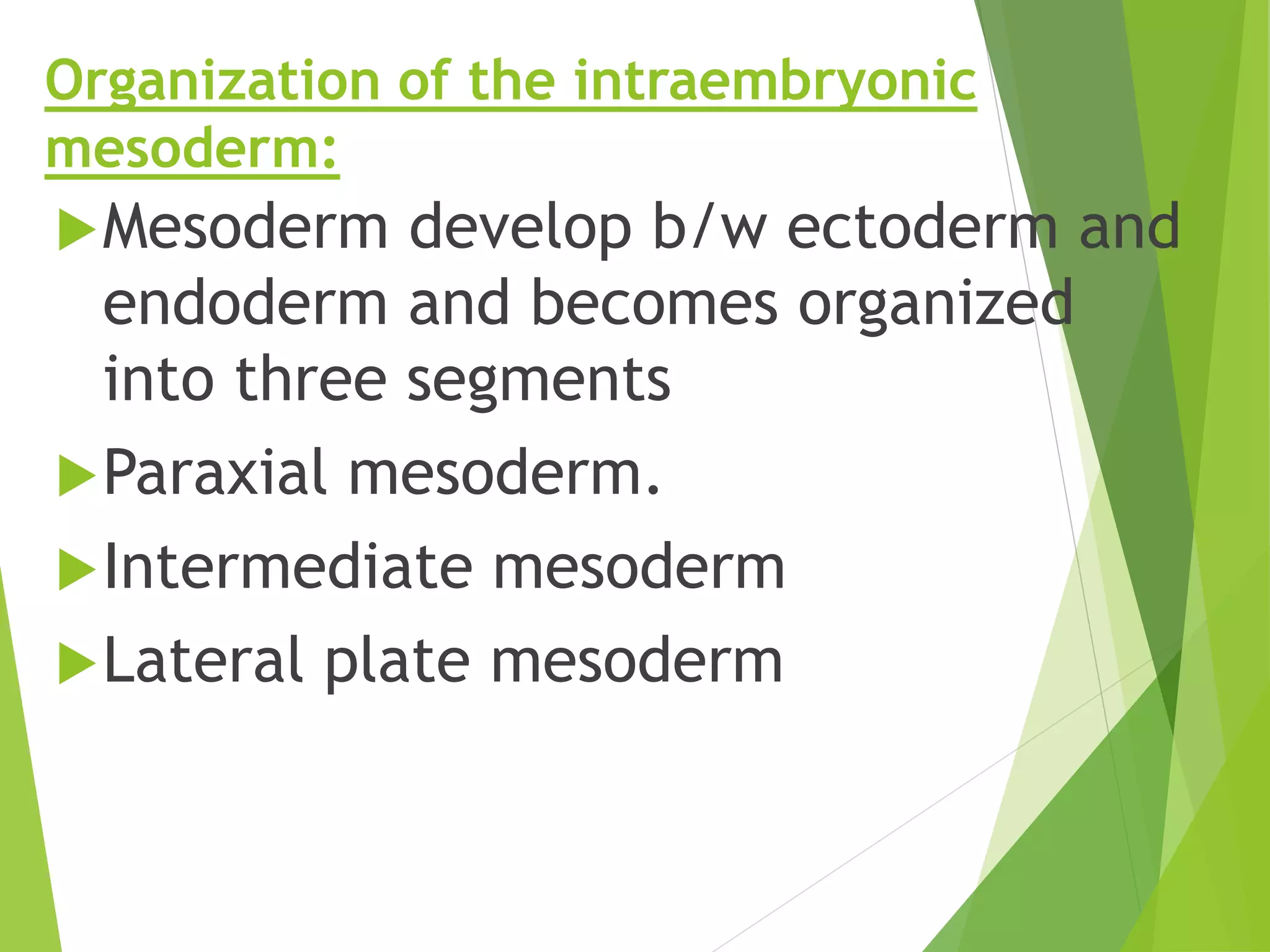 3rd week of human development | PPTX
