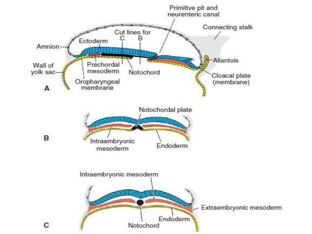 3rd week of human development | PPTX | Biological Sciences | Science