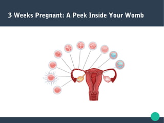 3 Weeks Pregnant: A Peek Inside Your Womb
 