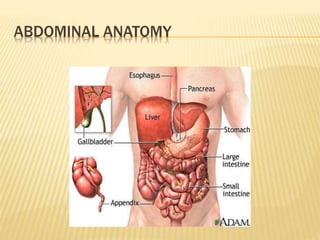 ABDOMINAL ANATOMY
 
