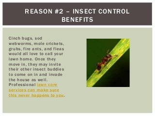REASON #2 – INSECT CONTROL
BENEFITS
Cinch bugs, sod
webworms, mole crickets,
grubs, fire ants, and fleas
would all love to call your
lawn home. Once they
move in, they may invite
their other insect buddies
to come on in and invade
the house as well.
Professional lawn care
services can make sure
this never happens to you .