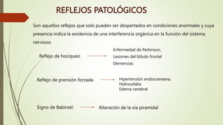 REFLEJOS PATOLÓGICOS
Son aquellos reflejos que solo pueden ser despertados en condiciones anormales y cuya
presencia indica la existencia de una interferencia orgánica en la función del sistema
nervioso.
Reflejo de hociqueo
Enfermedad de Parkinson,
Lesiones del lóbulo frontal
Demencias
Reflejo de prensión forzada Hipertensión endocraneana,
Hidrocefalia
Edema cerebral
Signo de Babinski Alteración de la vía piramidal
 