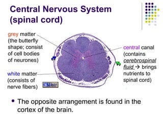 Central Nervous System
 (spinal cord)
grey matter
(the butterfly
shape; consist                         central canal
of cell bodies                         (contains
of neurones)                           cerebrospinal
                                       fluid  brings
white matter                           nutrients to
(consists of                           spinal cord)
nerve fibers)

  The   opposite arrangement is found in the
    cortex of the brain.
 