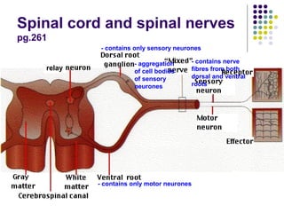 Spinal cord and spinal nerves
pg.261
              - contains only sensory neurones

                        - aggregation     - contains nerve
     relay              of cell bodies    fibres from both
                        of sensory        dorsal and ventral
                        neurones          roots




             - contains only motor neurones
 