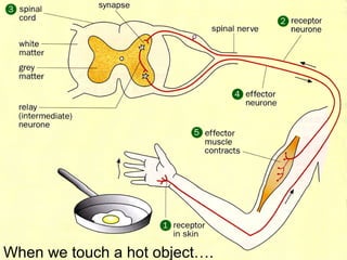When we touch a hot object….
 