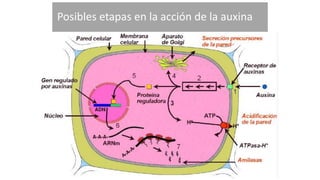 Posibles etapas en la acción de la auxina
 