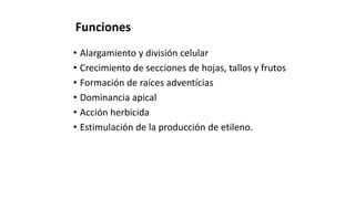 Funciones
• Alargamiento y división celular
• Crecimiento de secciones de hojas, tallos y frutos
• Formación de raíces adventícias
• Dominancia apical
• Acción herbicida
• Estimulación de la producción de etileno.
 