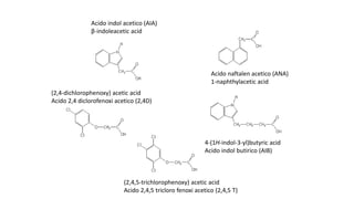 (2,4,5-trichlorophenoxy) acetic acid
Acido 2,4,5 tricloro fenoxi acetico (2,4,5 T)
(2,4-dichlorophenoxy) acetic acid
Acido 2,4 diclorofenoxi acetico (2,4D)
Acido indol acetico (AIA)
β-indoleacetic acid
4-(1H-indol-3-yl)butyric acid
Acido indol butirico (AIB)
Acido naftalen acetico (ANA)
1-naphthylacetic acid
 