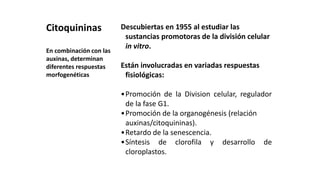 Descubiertas en 1955 al estudiar las
sustancias promotoras de la división celular
in vitro.
Están involucradas en variadas respuestas
fisiológicas:
•Promoción de la Division celular, regulador
de la fase G1.
•Promoción de la organogénesis (relación
auxinas/citoquininas).
•Retardo de la senescencia.
•Síntesis de clorofila y desarrollo de
cloroplastos.
Citoquininas
En combinación con las
auxinas, determinan
diferentes respuestas
morfogenéticas
 