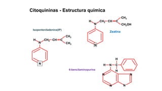 Citoquininas - Estructura química
N
H CH2 CH C
CH3
CH2OH
Zeatina
N
H CH2 CH C
CH3
CH3
Isopenteniladenina(IP)
6-bencilaminopurina
N N
H C
H
H
N
N N
N
N
 