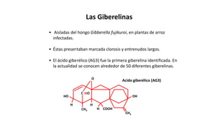 • Aisladas del hongo Gibberella fujikuroi, en plantas de arroz
infectadas.
• Éstas presentaban marcada clorosis y entrenudos largos.
• El ácido giberélico (AG3) fue la primera giberelina identificada. En
la actualidad se conocen alrededor de 50 diferentes giberelinas.
O
H
CH3
H COOH
H
HO OH
CH3
C O
Acido giberélico (AG3)
Las Giberelinas
 