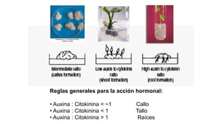 Reglas generales para la acción hormonal:
• Auxina : Citokinina = ~1 Callo
• Auxina : Citokinina < 1 Tallo
• Auxina : Citokinina > 1 Raíces
 