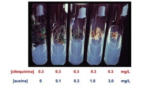 [cItoquinina] 0.3 0.3 0.3 0.3 0.3 mg/L
[auxina] 0 0.1 0.3 1.0 3.0 mg/L
 